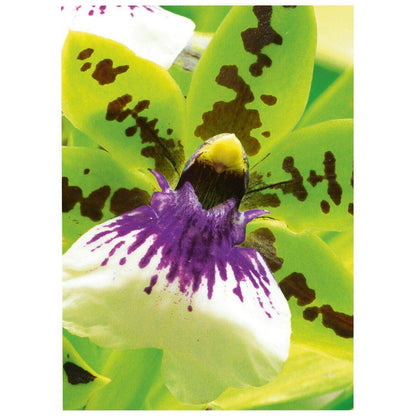 Avery Zweckform 2559-20 Premium Inkjet Fotopapier, DIN A4, einseitig beschichtet, 250 g/m², 20 Blatt