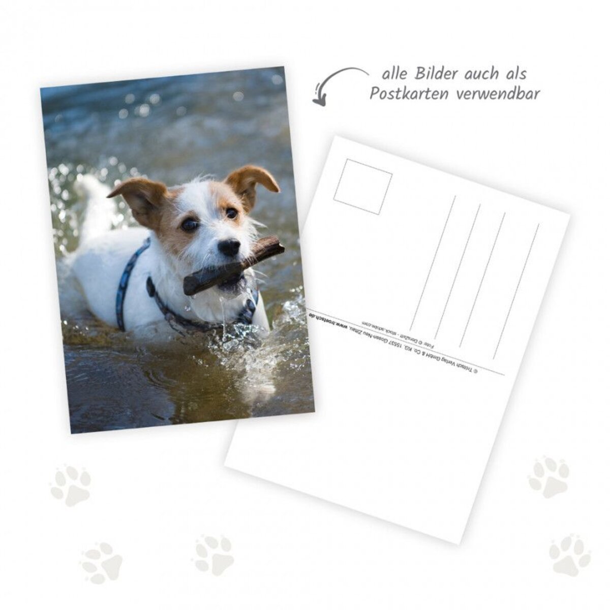 Trötsch Postkartenkalender "Hunde" 2025