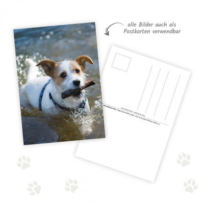 Trötsch Postkartenkalender "Hunde" 2025