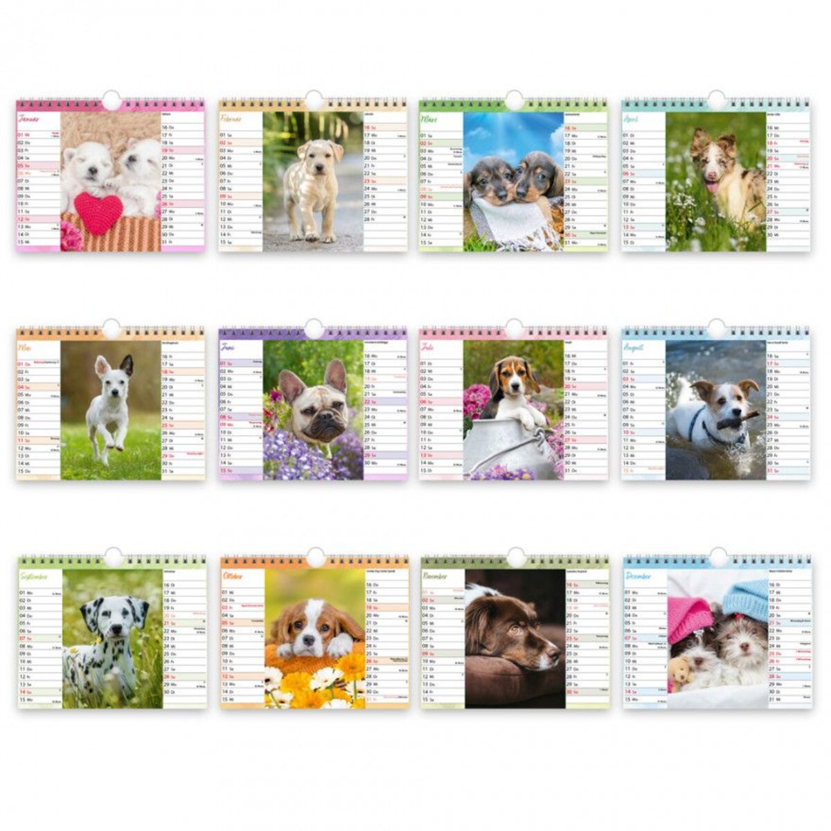 Trötsch Postkartenkalender "Hunde" 2025